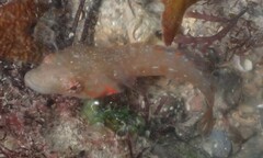 Lepadogaster candolii