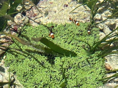 Amphiprion ocellaris