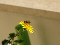 Eristalis tenax