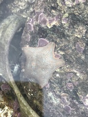Asterina gibbosa