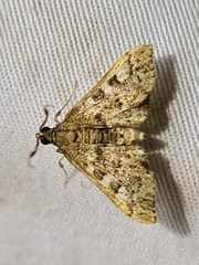 Nacoleia rhoeoalis