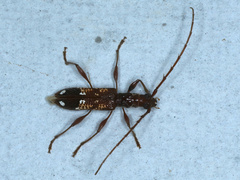 Coptocercus biguttatus
