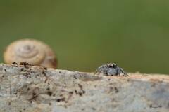 Philaeus chrysops