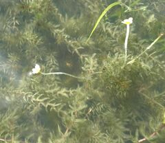 Ranunculus subrigidus