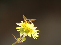 Eristalis tenax