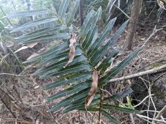 Telmatoblechnum indicum