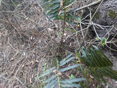 Telmatoblechnum indicum