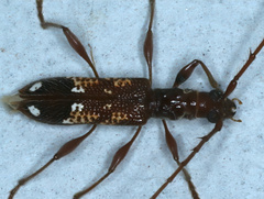 Coptocercus biguttatus