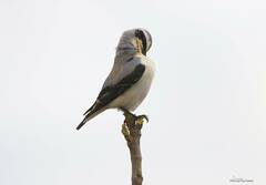 Oenanthe oenanthe
