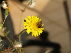 Eristalis tenax