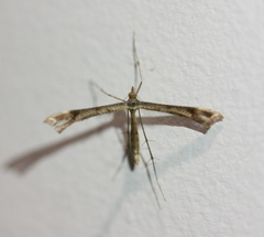 Stenoptilia zophodactylus