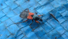 Prostemma aeneicolle