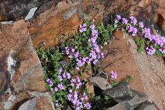 Thymus evenkiensis