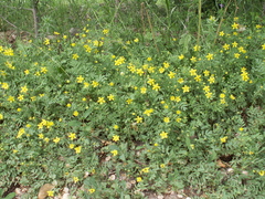 Sibbaldianthe orientalis