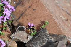 Thymus evenkiensis