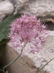 Allium pallasii