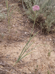 Allium pallasii