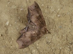 Polygoniodes