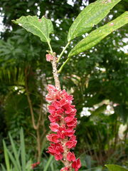 Pavonia strictiflora