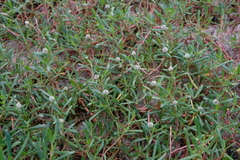 Blutaparon vermiculare