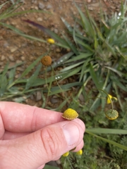 Foveolina