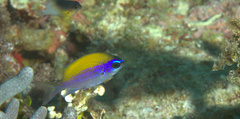 Chromis insolata