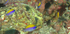 Chromis insolata