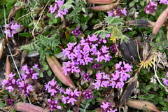 Thymus reverdattoanus