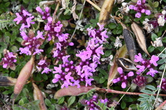 Thymus reverdattoanus
