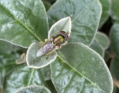 Odontomyia decipiens