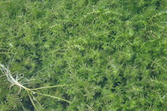 Callitriche hermaphroditica