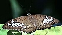 Tanaecia pelea