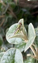 Odontomyia decipiens