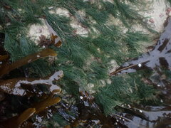 Cladophora rupestris