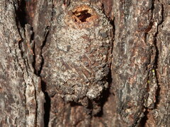Opodiphthera eucalypti