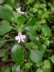 Impatiens hochstetteri