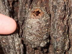 Opodiphthera eucalypti