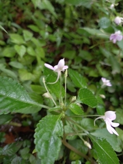 Impatiens hochstetteri