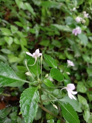 Impatiens hochstetteri
