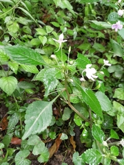 Impatiens hochstetteri