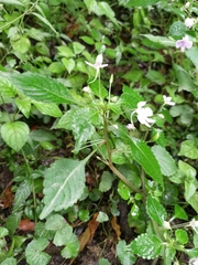 Impatiens hochstetteri