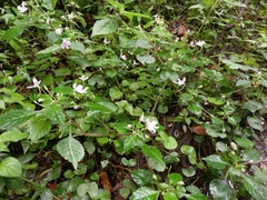 Impatiens hochstetteri