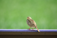 Emberiza calandra