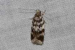 Barea confusella