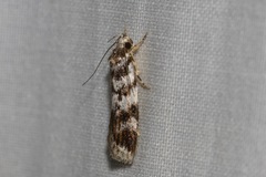 Barea confusella