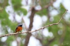 Phoenicurus phoenicurus