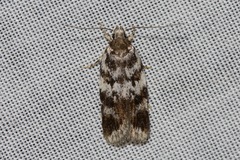 Barea confusella