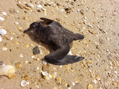 Ardenna tenuirostris