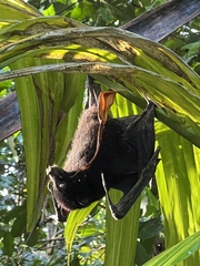 Pteropus melanotus