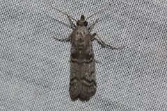 Cryptoblabes euraphella